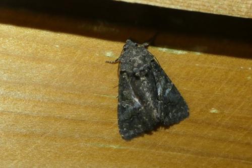 Aedia leucomelas